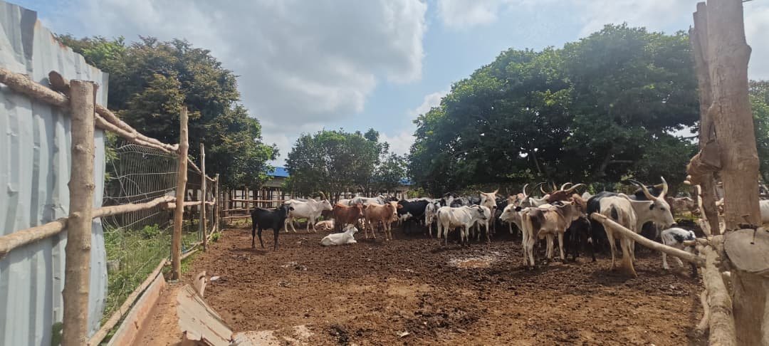 Élevage bovin LELLAL AGROPASTORAL